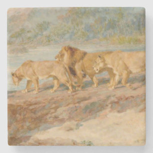 Lions on the Bank of an African River Stone Coaster