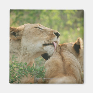 Lions, Panthera leo grooming, South Africa Magnet