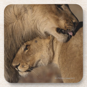 Lions (Panthera leo) pair bonding, Skeleton Coaster