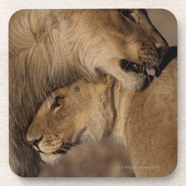 Lions (Panthera leo) pair bonding, Skeleton Coaster (Front)