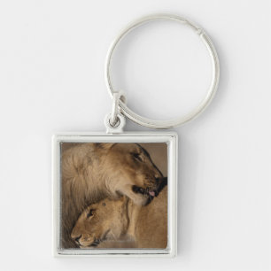Lions (Panthera leo) pair bonding, Skeleton Key Ring
