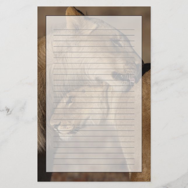 Lions (Panthera leo) pair bonding, Skeleton Stationery (Front)