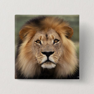 Lions Photograph 15 Cm Square Badge