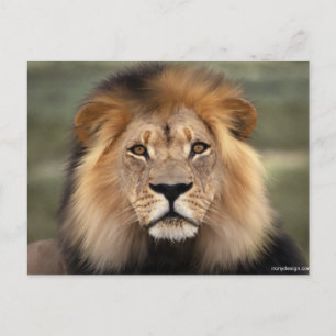 Lions Photograph Postcard