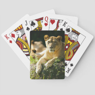 Lions Playing Cards