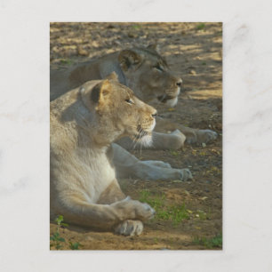 Lions Postcard