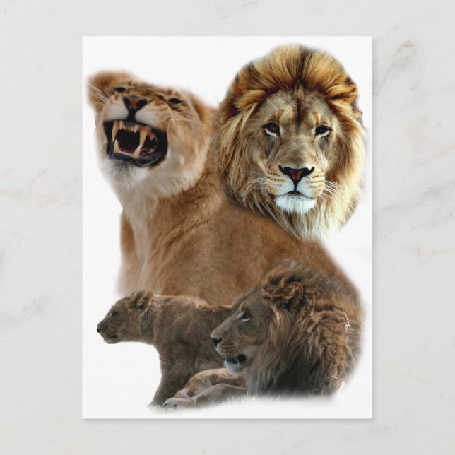 Lions Postcard (Front)