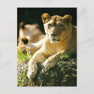 Lions Postcard