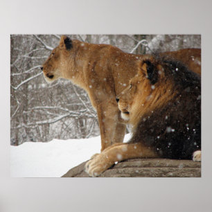 Lions Poster