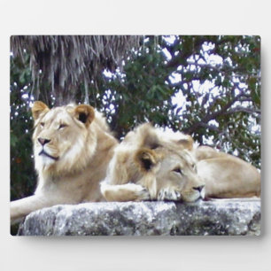 Lions Resting Together on Sunlit Rock Plaque