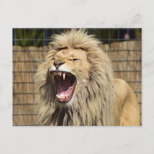 Lion's roar postcard