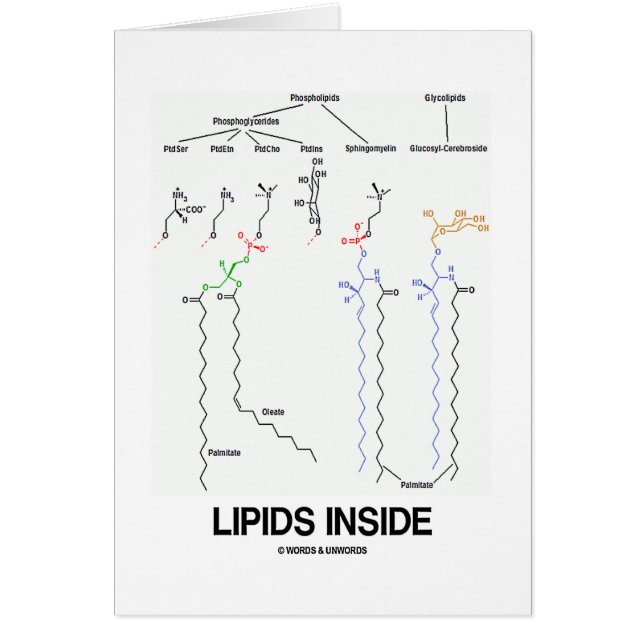 Lipids Inside (Chemical Molecules) (Front)