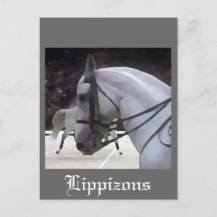 Lippizons 2009 postcard
