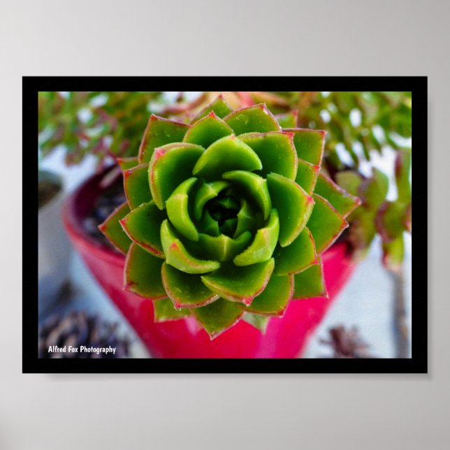 Lipstick Echeveria Succulent Plant Poster (Front)