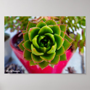 Lipstick Echeveria Succulent Plant Poster