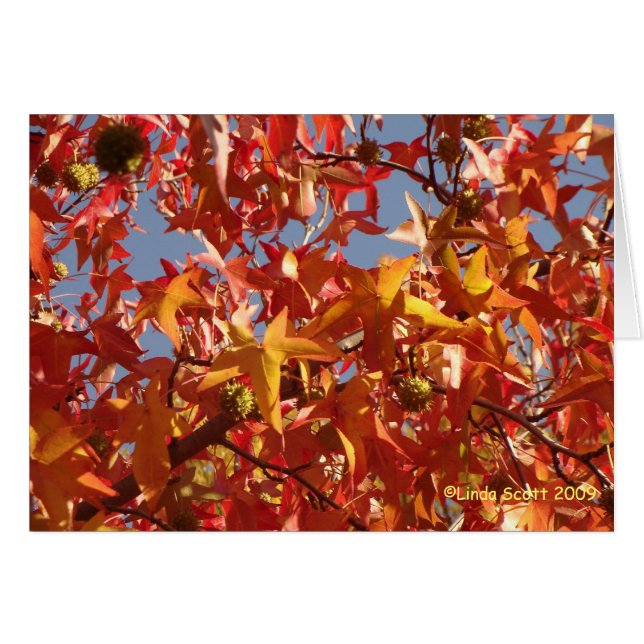 Liquid Amber Leaves (Front Horizontal)