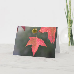 Liquid Amber Tree - Blank Greeting Card