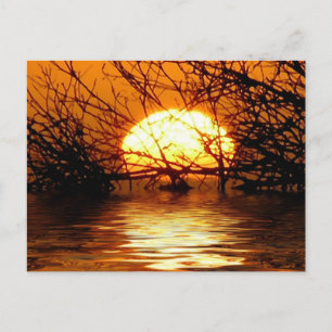 Liquid Sunset Postcard