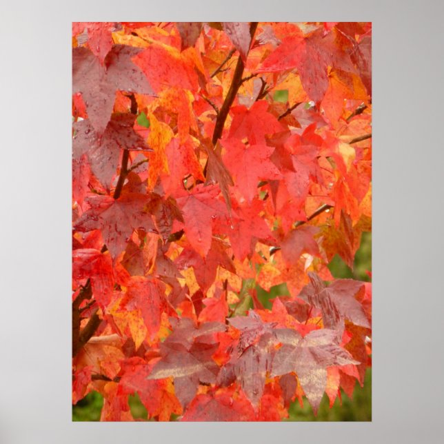 Liquidambar Leaves Poster (Front)