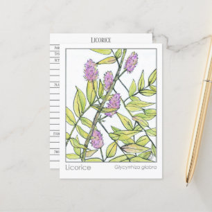 Liquorice Herb Materia Medica Herbal Study Card