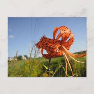 Lis tigré postcard