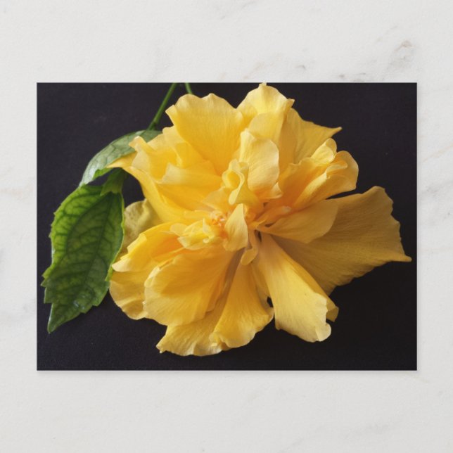 Lisa 1 - educatedbrainfart postcard (Front)