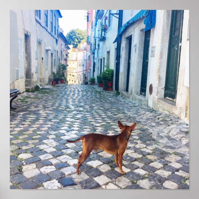 Lisbon Alfama Dog Architecture Photo Poster (Front)