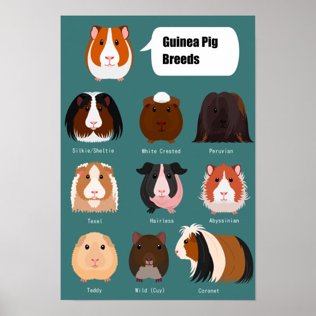 List of guinea pigs poster (Front)