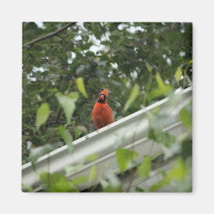 Listening Cardinal Magnet