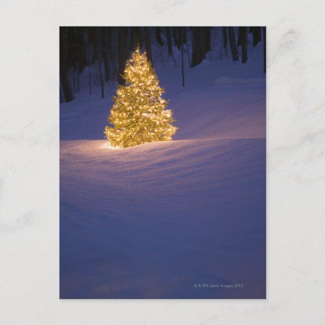Lit Christmas tree outside Holiday Postcard (Front)