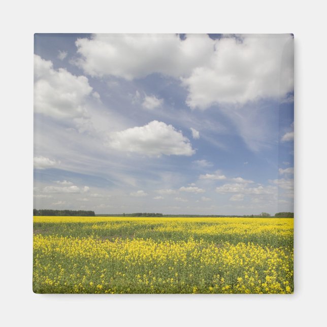 Lithuania, Central Lithuania, Joniskis, field of Magnet (Front)