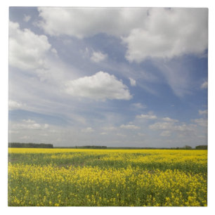 Lithuania, Central Lithuania, Joniskis, field of Tile