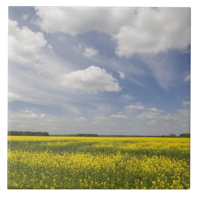 Lithuania, Central Lithuania, Joniskis, field of Tile (Front)