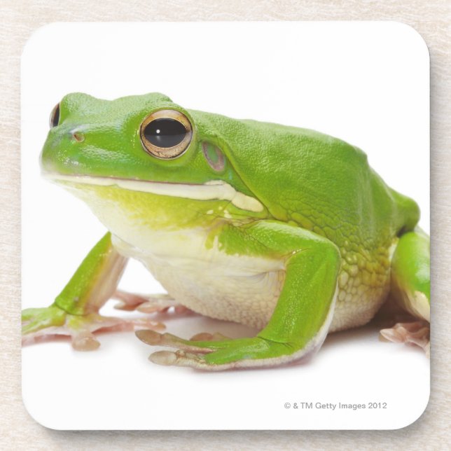 Litora Infrafrenata, Frog Coaster (Front)