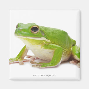 Litora Infrafrenata, Frog Magnet