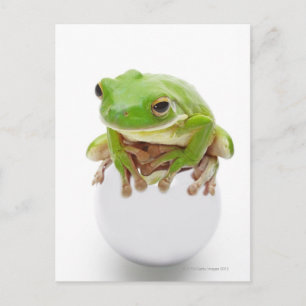 Litora Infrafrenata, Frog Postcard