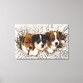 Litter of puppies canvas print