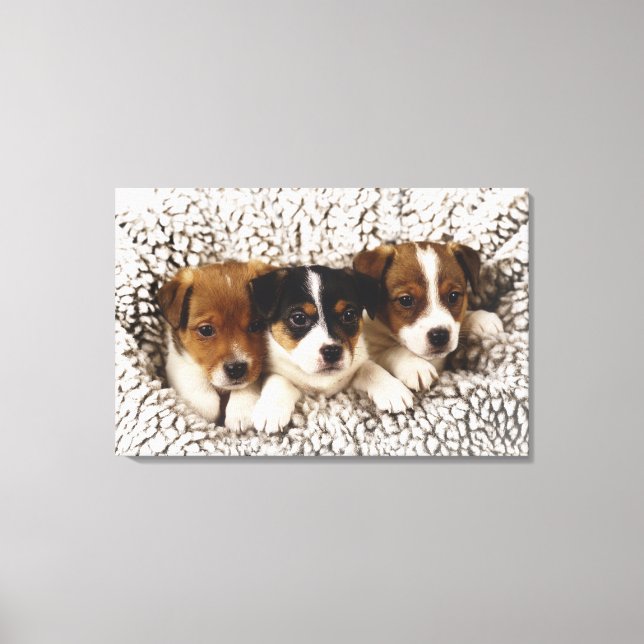 Litter of puppies canvas print (Front)