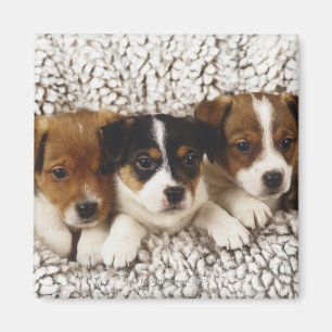 Litter of puppies magnet