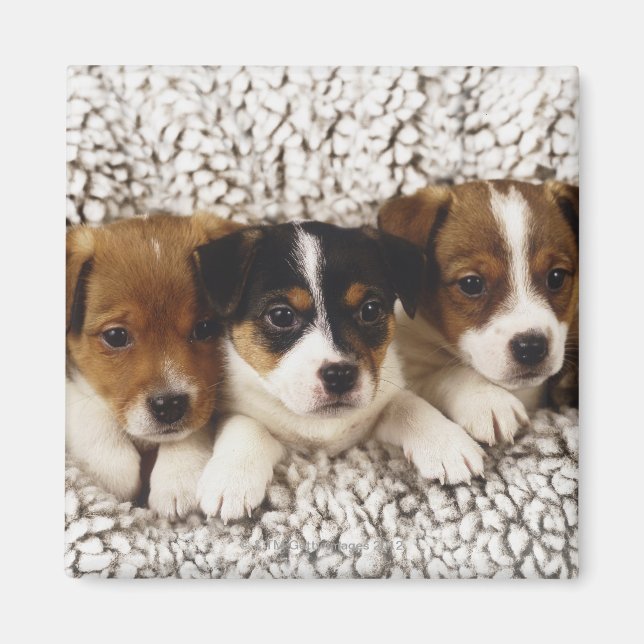 Litter of puppies magnet (Front)
