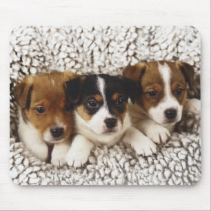 Litter of puppies mouse pad