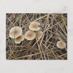 Little 2-Colour Mushrooms OBX Postcard