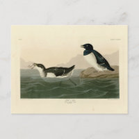 Little Auk (Dovekie) - Audubon's Birds of America