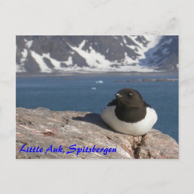 Little Auk Spitsbergen postcard (Front)