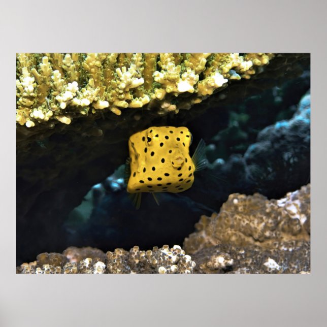 Little Baby Boxfish Poster (Front)