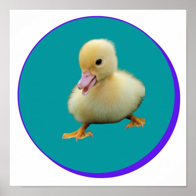 Little Baby Duck Poster (Front)