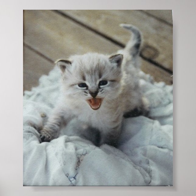 little baby kitten poster (Front)