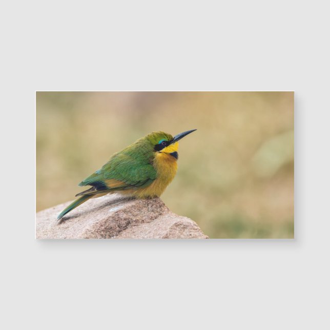 Little Bee-Eater (Front)