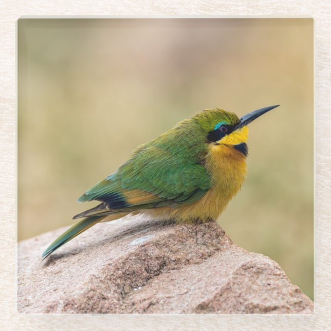Little Bee-Eater Glass Coaster (Front)