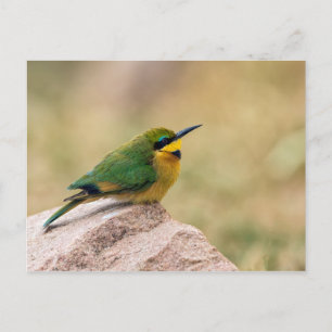 Little Bee-Eater Postcard